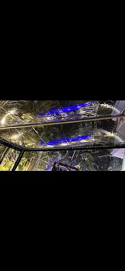 ����� ����