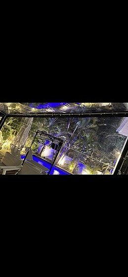 ����� ����